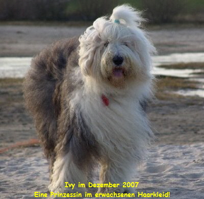 Ivy im Dezember 2007
Eine Prinzessin im erwachsenen Haarkleid!