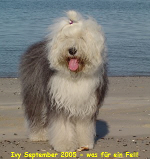 Ivy September 2005 - was fr ein Fell!