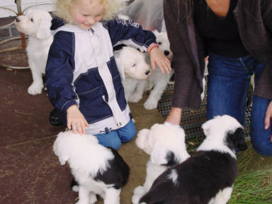 Katinka und die Welpen...