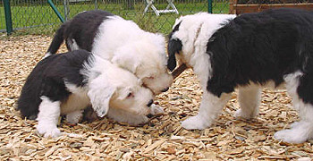 Wenn 2 sich streiten...