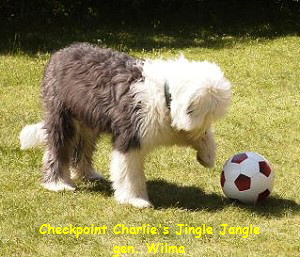 Checkpoint Charlie's Jingle Jangle
gen. Wilma