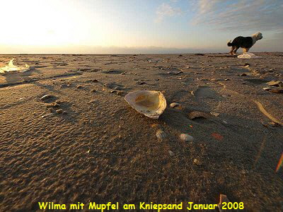 Wilma mit Mupfel am Kniepsand Januar 2008