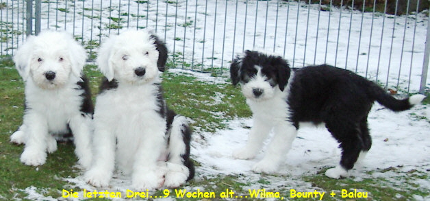 Die letzten Drei...9 Wochen alt...Wilma, Bounty + Balou