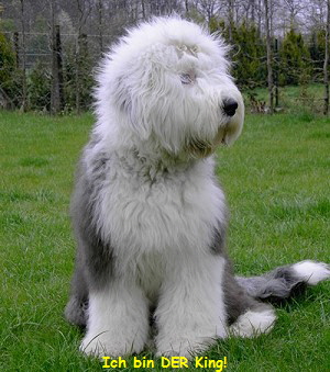 Ich bin der King!