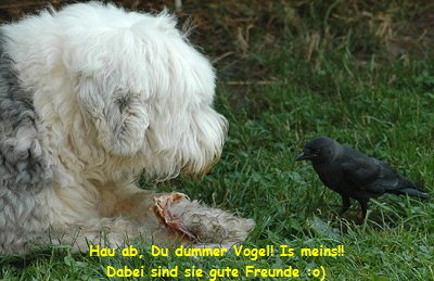 Hau ab, Du dummer Vogel! Is meins!!
Dabei sind sie gute Freunde :o)