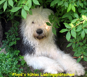 Floyd's khles Lieblingspltzchen!