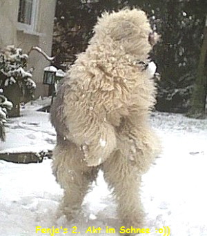 Fenja's 2. Akt im Schnee :o))