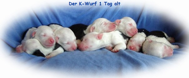 Der K-Wurf 1 Tag alt