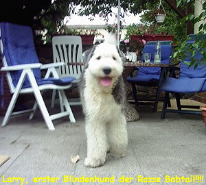 Larry, erster Blindenhund der Rasse Bobtail!!!!