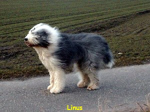 Linus
