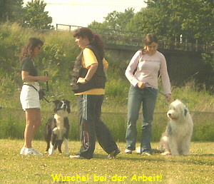 Wuschel bei der Arbeit!