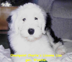 Checkpoint Charlie's Lissome Liza
gen. Wuschel