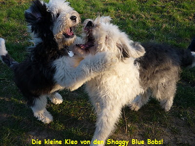 Die kleine Kleo von den Shaggy Blue Bobs!