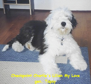 Checkpoint Charlie's Lilian My Love
gen. Tapsy