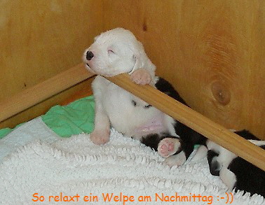 Welpen-Relax