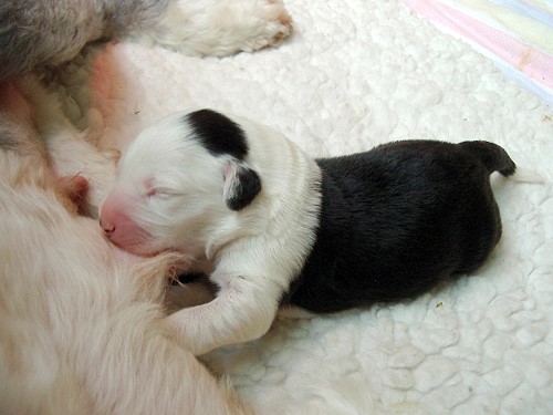 3. Tag - alle Zitzen nur für mich ! 3. Tag - alle Zitzen nur für mich !