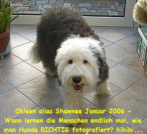 Okleen alias Shawnee Januar 2006 -
Wann lernen die Menschen endlich mal, wie
man Hunde RICHTIG fotografiert? hihihi...