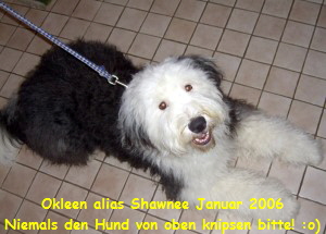 Okleen alias Shawnee Januar 2006
Niemals den Hund von oben knipsen bitte! :o)