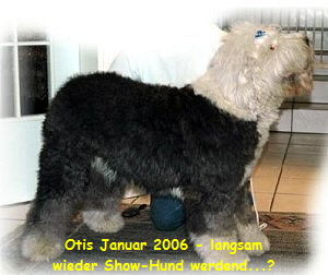 Otis Januar 2006 - langsam
wieder Show-Hund werdend...?
