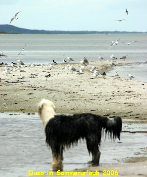 Ouzo im Sommerurlaub 2006