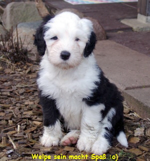 Welpe sein macht Spa :o)