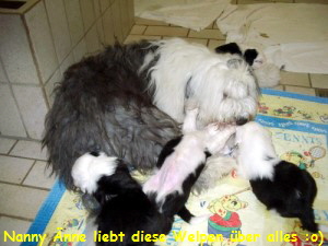 Nanny nne liebt diese Welpen ber alles :o)