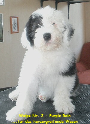 Welpe Nr. 2 - Purple Rain
...fr das herzergreifende Wesen
