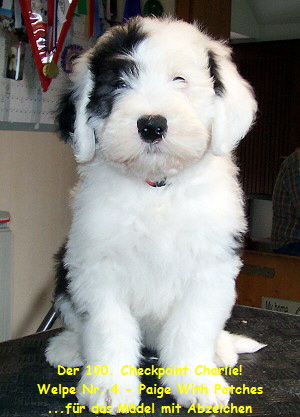 Der 100. Checkpoint Charlie!
Welpe Nr. 4 - Paige With Patches
...fr das Mdel mit Abzeichen