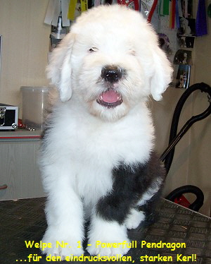 Welpe Nr. 1 - Powerfull Pendragon
...fr den eindrucksvollen, starken Kerl!