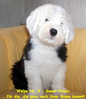 Welpe Nr. 5 - Sweet Poison
...fr die, die ganz nach ihrer Mama kommt!