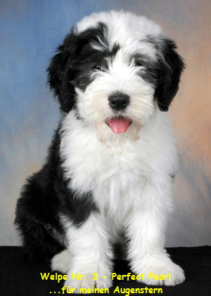 Welpe Nr. 3 - Perfect Pearl
...fr meinen Augenstern