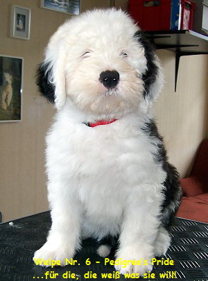 Welpe Nr. 6 - Pedigrees Pride
...fr die, die wei was sie will!