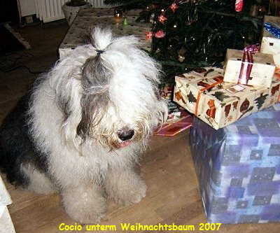 Cocio unterm Weihnachtsbaum 2007