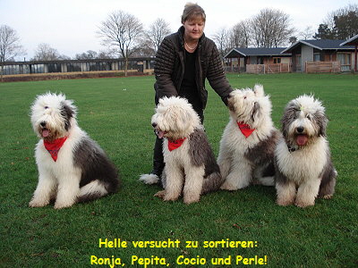 Helle versucht zu sortieren:
Ronja, Pepita, Cocio und Perle!