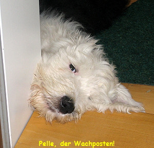 Pelle, der Wachposten!