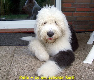 Pelle - so ein schner Kerl!