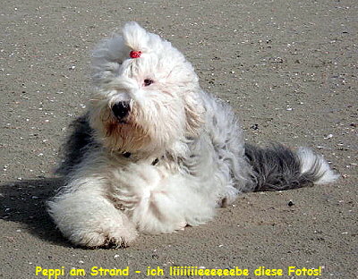 Peppi am Strand - ich liiiiiiieeeeeebe diese Fotos!