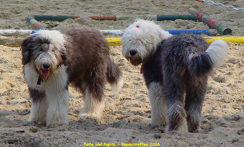 Perle und Pepita - Kenneltreffen 2006