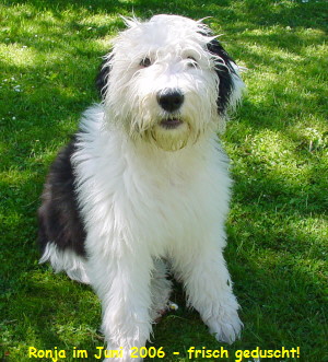 Ronja im Juni 2006 - frisch geduscht!