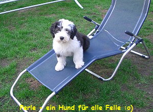 Perle - ein Hund fr alle Felle :o)