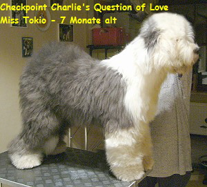 Checkpoint Charlie's Question of Love
Miss Tokio - 7 Monate alt