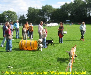 Anton in seiner ersten Welpenspielstunde!