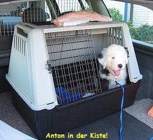 Anton in der Kiste!