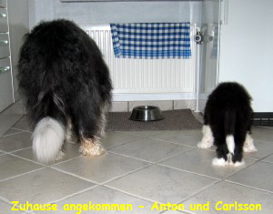 Zuhause angekommen - Anton und Carlsson