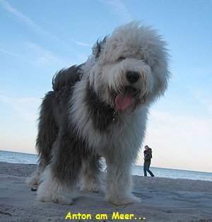 Anton am Meer...