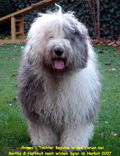 ...Romeo's Tochter Bayuma in den Ferien bei
Bertha & Hartmut nach wildem Spiel im Herbst 2007