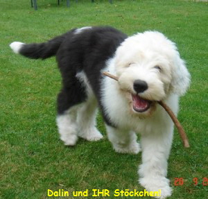 Dalin und IHR Stckchen!