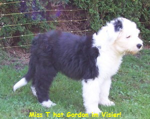 Miss T hat Gordon im Visier!