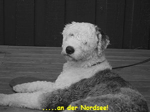 .....an der Nordsee!