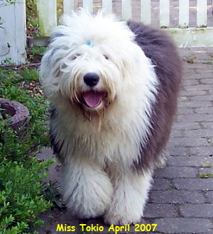 Miss Tokio April 2007